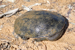 Chelodina