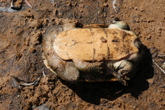 Chelodina