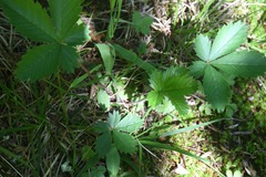 Potentilla simplex