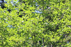 Setophaga coronata auduboni