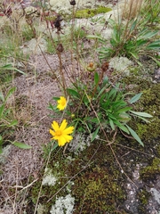 Coreopsis lanceolata
