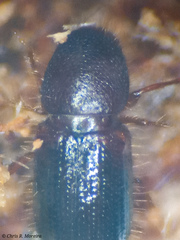 Scolytinae