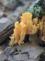 Ramaria