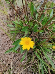 Coreopsis lanceolata