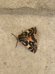 Ardices curvata
