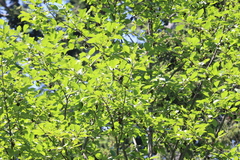 Setophaga coronata auduboni