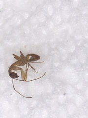 Camponotus festinatus