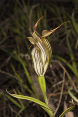 Pterostylis recurva
