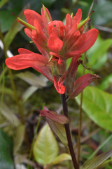 Castilleja miniata