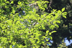 Setophaga coronata auduboni