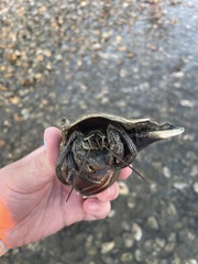 Clibanarius vittatus