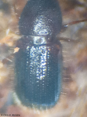 Scolytinae