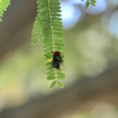 Chrysomya megacephala