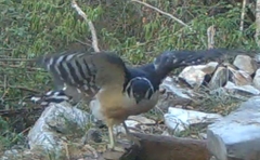 Micrastur semitorquatus