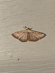 Leptostales pannaria