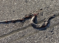 Pantherophis ramspotti