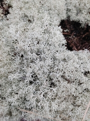 Cladonia arbuscula