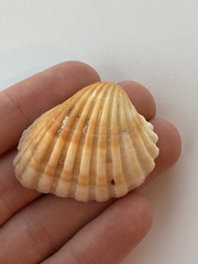 Cardites bicolor