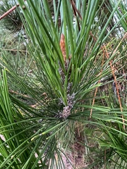 Pinus radiata