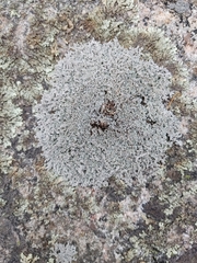 Xanthoparmelia cumberlandia