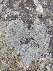 Xanthoparmelia cumberlandia