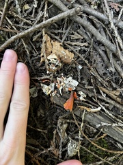 Pacifastacus leniusculus