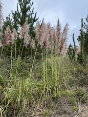 Cortaderia jubata