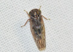 Idiocerus albolinea