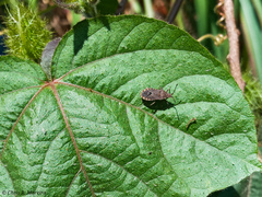 Hypselonotini