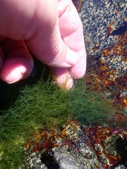 Chaetomorpha moniligera