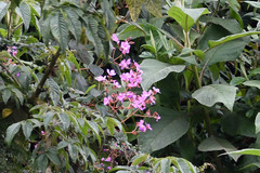 Andesanthus lepidotus