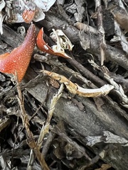 Pacifastacus leniusculus