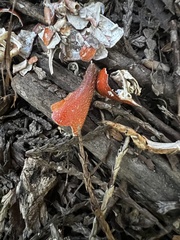 Pacifastacus leniusculus