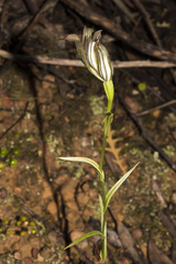 Pterostylis recurva