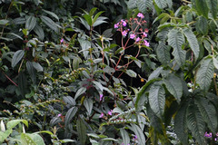 Andesanthus lepidotus