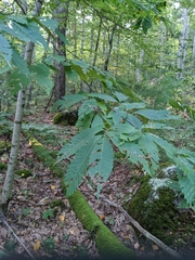 Castanea dentata