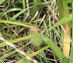 Setaria viridis