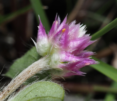 Gomphrena globosa