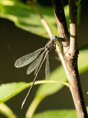 Lestes