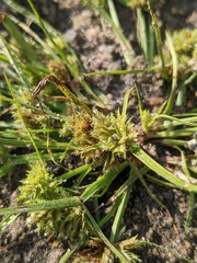 Cyperus squarrosus