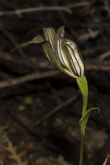 Pterostylis recurva