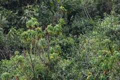 Siphocampylus giganteus