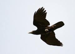 Corvus nasicus