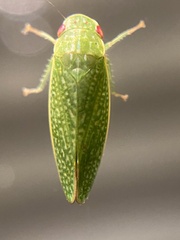 Rugosana querci