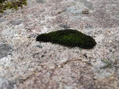 Grimmiaceae
