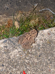 Anaxyrus fowleri