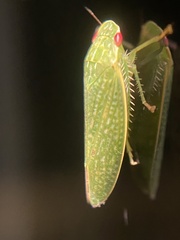 Rugosana querci