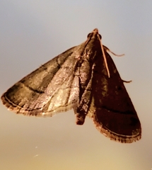 Hypsopygia nostralis