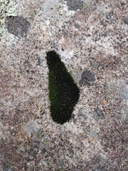 Grimmiaceae