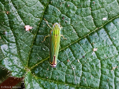 Sibovia